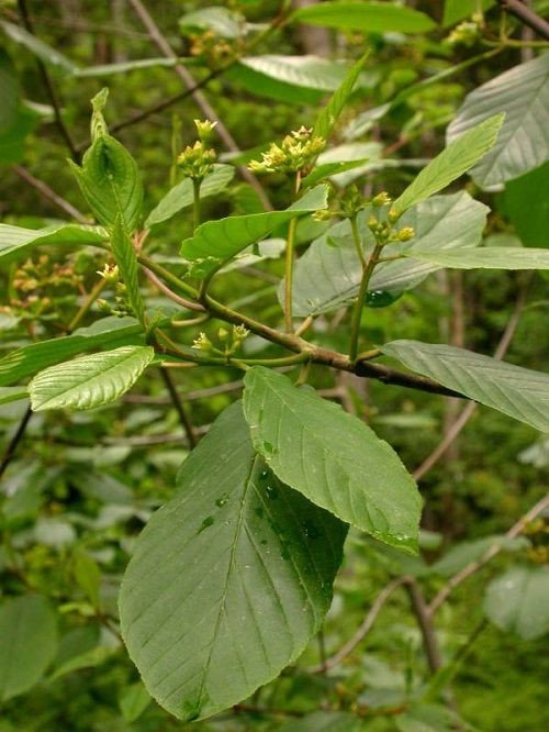 cascara tree leaves