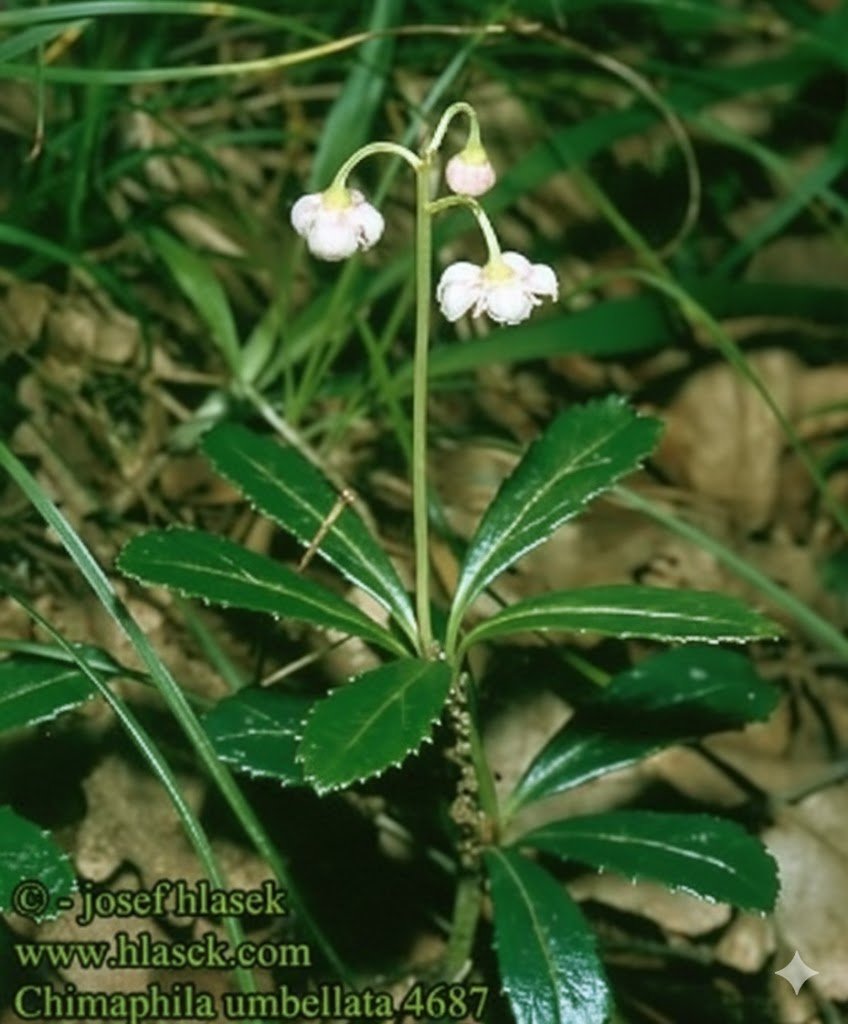 pipsissewa (chimaphila umbellata) resize