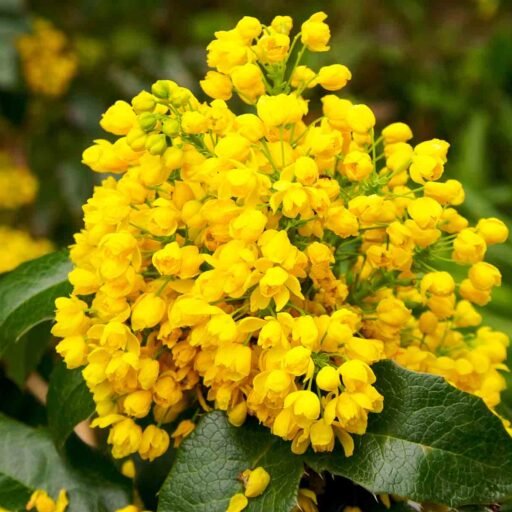 Cropped Oregon Grape Root Flowers 5a781dfa 63a3 4b96 Ba37 8d10cb47dff9